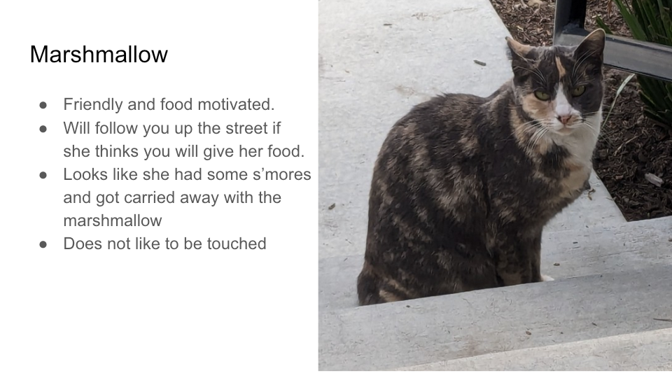 FurBook slide 13: Marshmallow