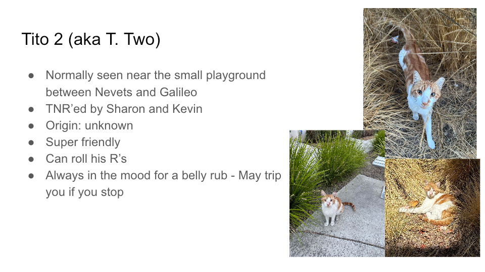 FurBook slide 15: Tito 2 (aka T. Two)