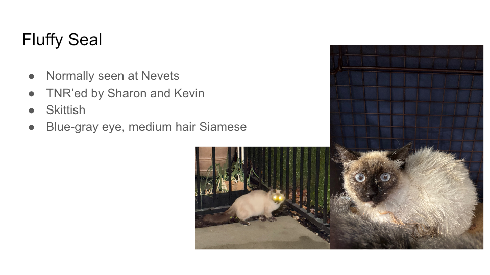 FurBook slide 16: Fluffy Seal
