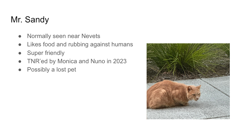 FurBook slide 18: Mr. Sandy