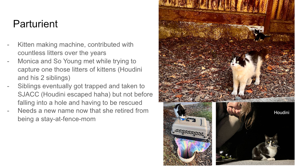 FurBook slide 21: Parturient