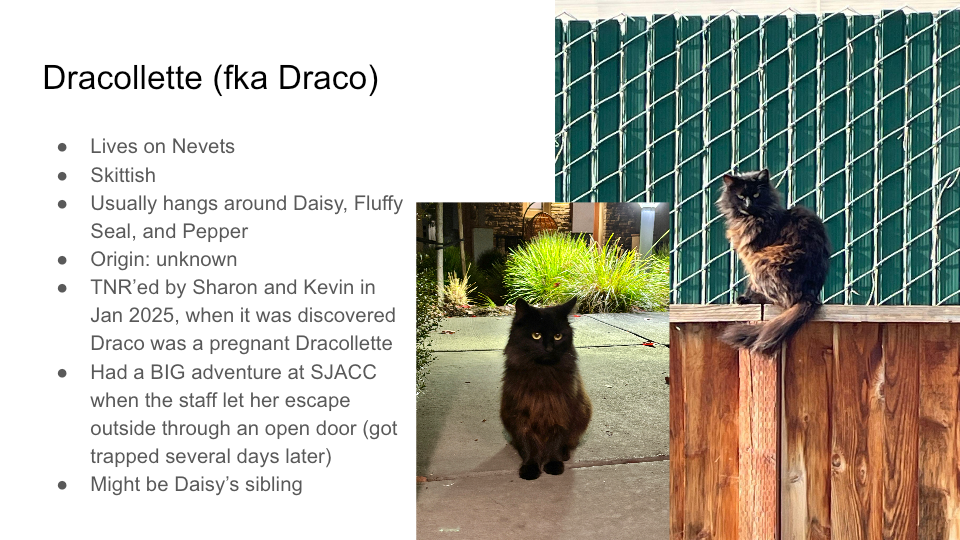 FurBook slide 23: Dracollette (fka Draco)