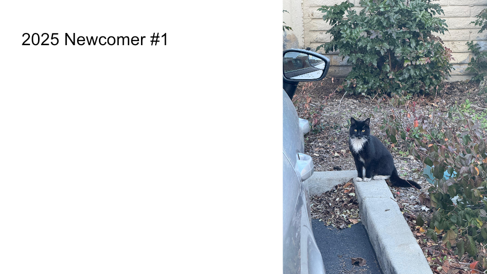 FurBook slide 27: 2025 Newcomer #1