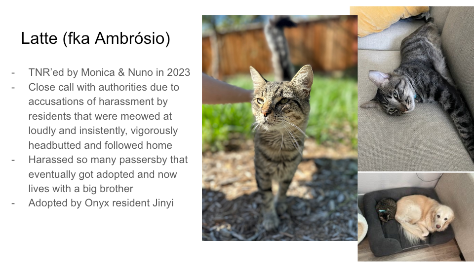 FurBook slide 37: Latte (fka Ambrósio)
