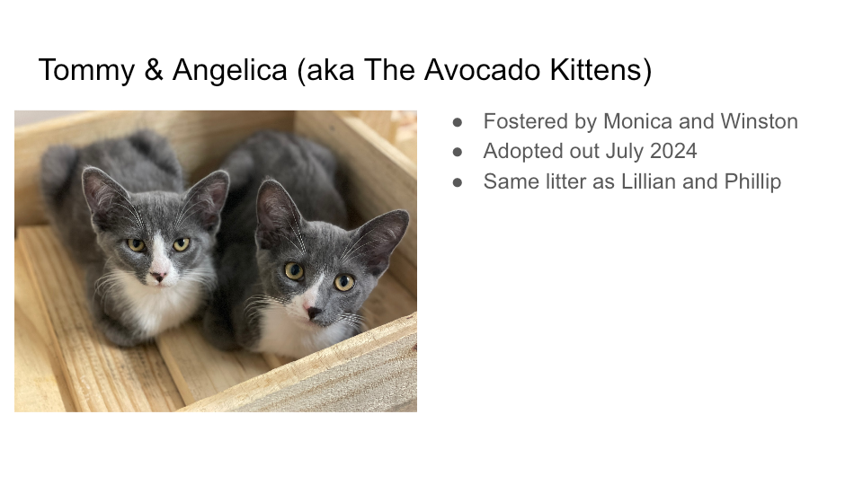 FurBook slide 43: Tommy & Angelica (aka The Avocado Kittens)