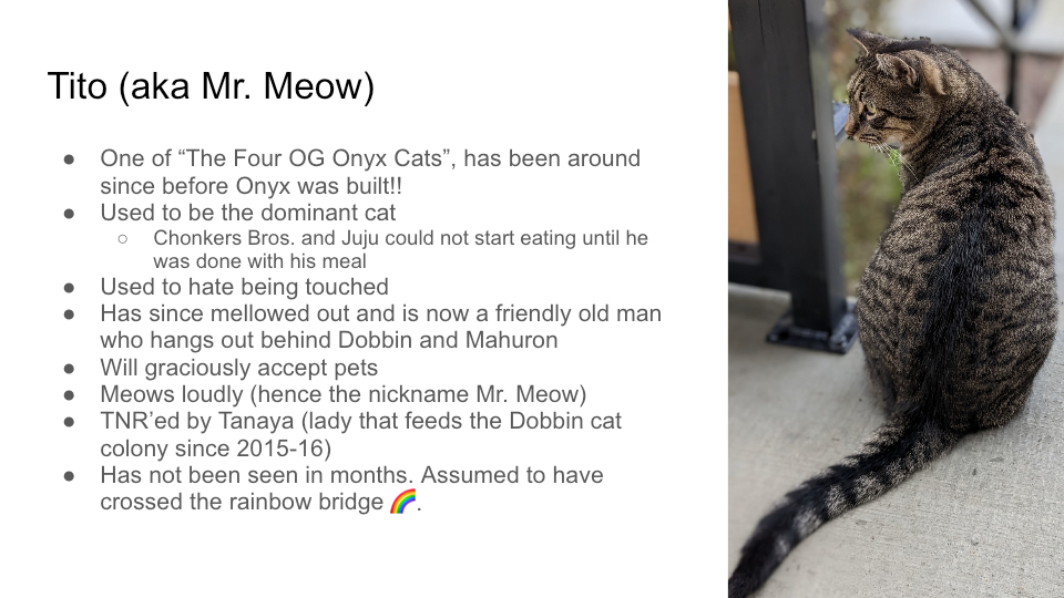FurBook slide 50: Tito (aka Mr. Meow)