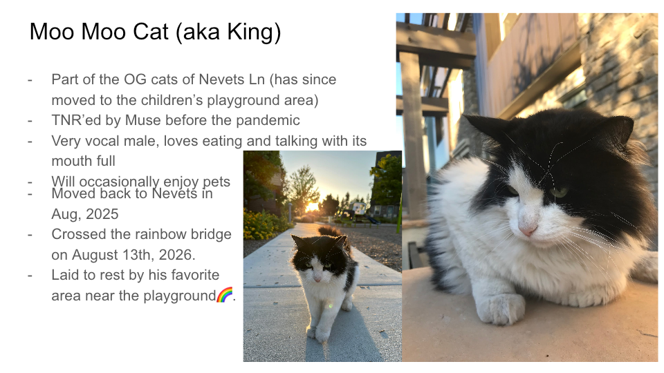 FurBook slide 51: Moo Moo Cat (aka King)