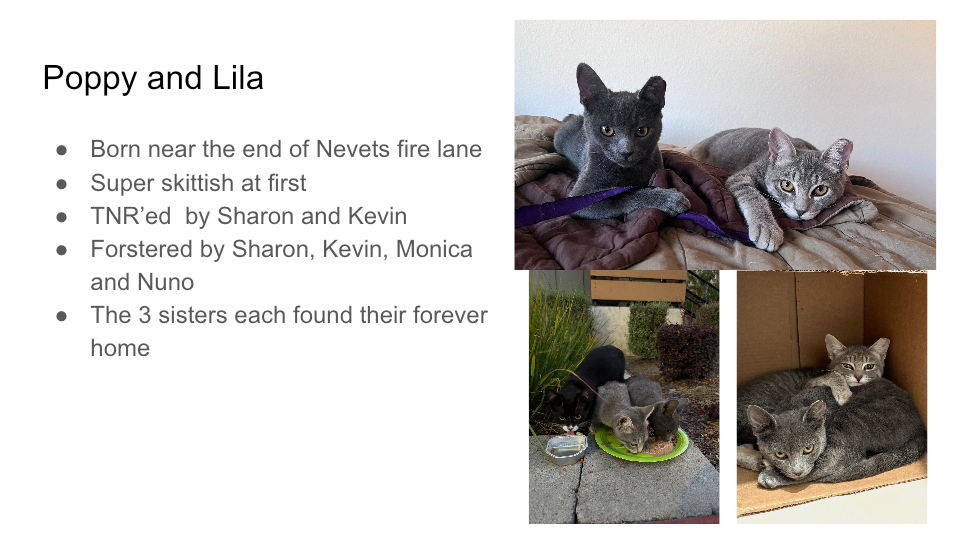 Original FurBook slide for Poppy and Lila