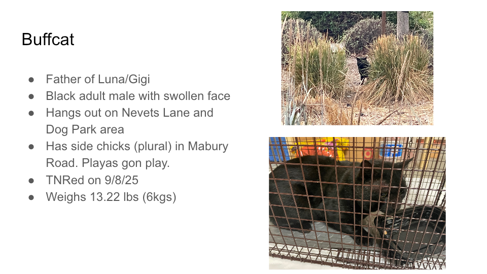 Original FurBook slide for Buffcat