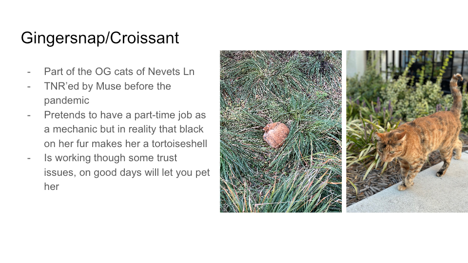 Original FurBook slide for Gingersnap/Croissant