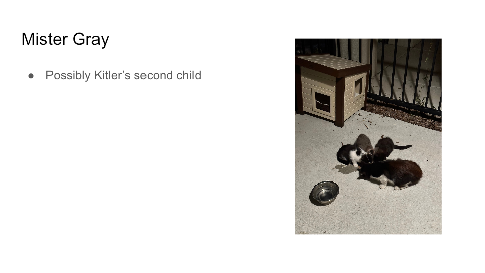 Original FurBook slide for Mister Gray