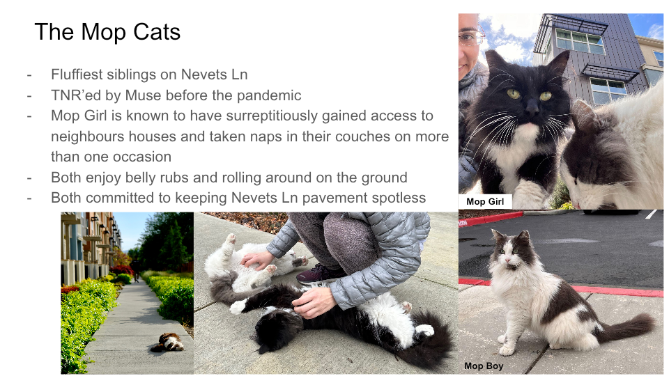 Original FurBook slide for The Mop Cats