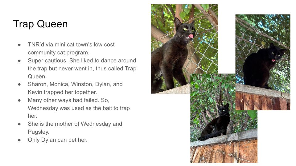 Original FurBook slide for Trap Queen
